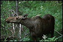 Cow moose reaching for plant. Yellowstone National Park, Wyoming, USA.