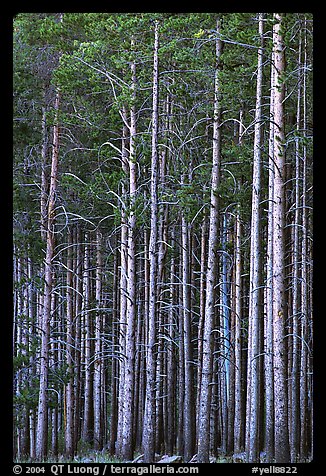 Dense Lodgepole pine forest, dusk. Yellowstone National Park (color)