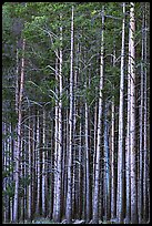 Dense Lodgepole pine forest, dusk. Yellowstone National Park, Wyoming, USA. (color)