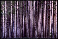 Densely clustered lodgepine tree trunks, dusk. Yellowstone National Park, Wyoming, USA.