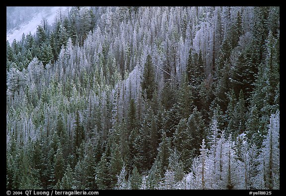 Frosted trees. Yellowstone National Park, Wyoming, USA.