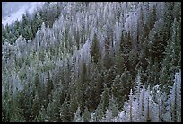 Frosted trees. Yellowstone National Park, Wyoming, USA.