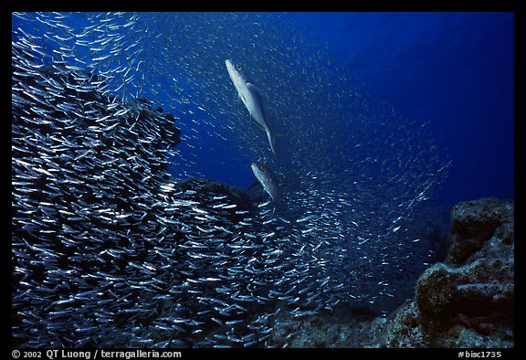 School of baitfish fleeing predator fish. Biscayne National Park (color)