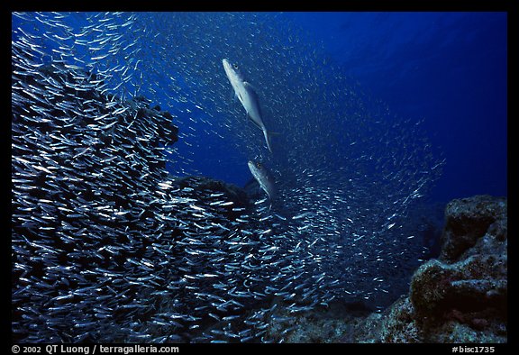 School of baitfish fleeing predator fish. Biscayne National Park, Florida, USA.