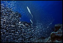 School of baitfish fleeing predator fish. Biscayne National Park, Florida, USA.