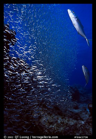 Large school of tiny baitfish chased by larger fish. Biscayne National Park, Florida, USA.