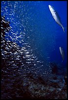 Large school of tiny baitfish chased by larger fish. Biscayne National Park, Florida, USA.