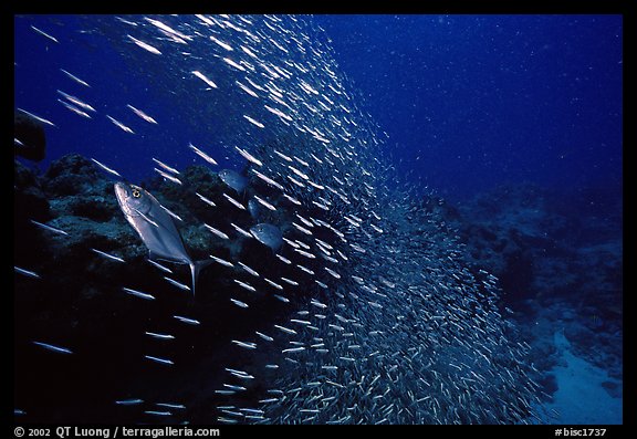 School of baitfish escaping predators. Biscayne National Park (color)