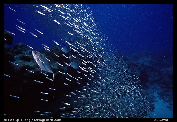 School of baitfish escaping predators. Biscayne National Park, Florida, USA.