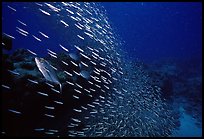 School of baitfish escaping predators. Biscayne National Park, Florida, USA. (color)