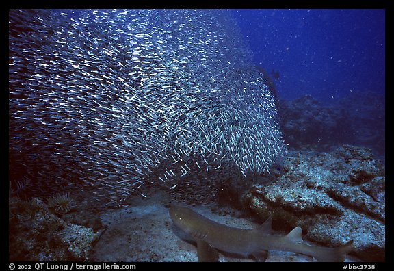 School of baitfish and nurse shark on sea floor. Biscayne National Park, Florida, USA.