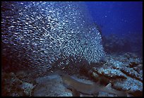 School of baitfish and nurse shark on sea floor. Biscayne National Park, Florida, USA. (color)