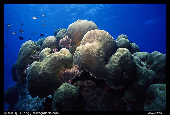 Brain coral and fish. Biscayne National Park, Florida, USA.