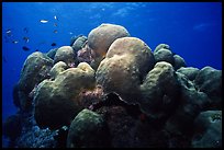 Brain coral and fish. Biscayne National Park ( color)