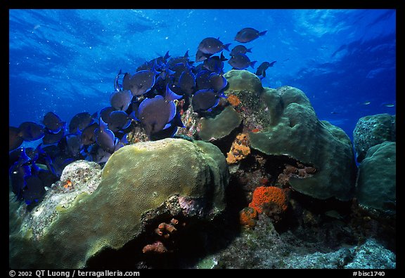 Coral and blue fish. Biscayne National Park, Florida, USA.