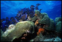 Coral and blue fish. Biscayne National Park, Florida, USA.