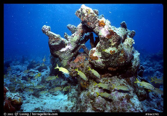 Coral. Biscayne National Park, Florida, USA.