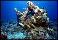 Coral. Biscayne National Park, Florida, USA. (color)