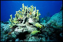 Coral and smallmouth grunts. Biscayne National Park, Florida, USA.