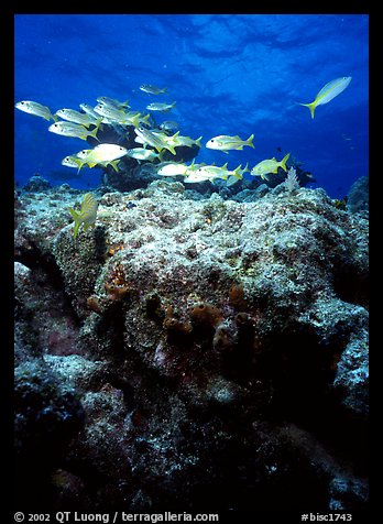 Coral and smallmouth grunts. Biscayne National Park, Florida, USA.