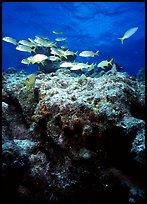 Coral and smallmouth grunts. Biscayne National Park, Florida, USA. (color)