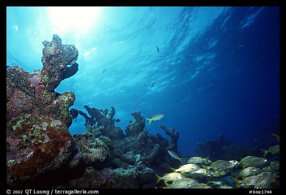 Smallmouth grunts and coral. Biscayne National Park, Florida, USA.