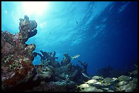 Smallmouth grunts and coral. Biscayne National Park, Florida, USA.