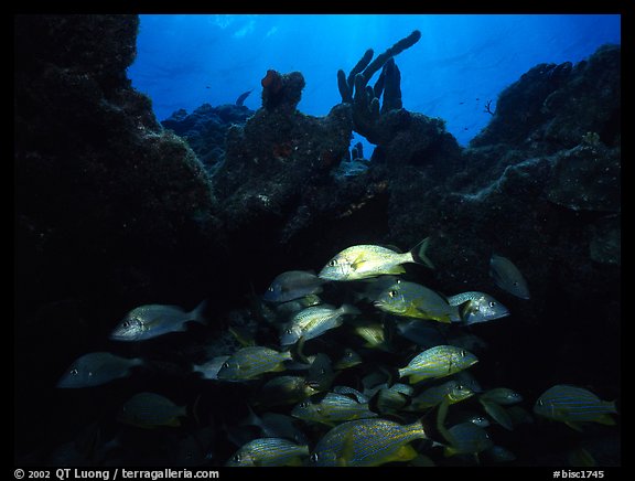 Smallmouth grunts under overhanging rock. Biscayne National Park (color)