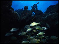 Smallmouth grunts under overhanging rock. Biscayne National Park, Florida, USA. (color)