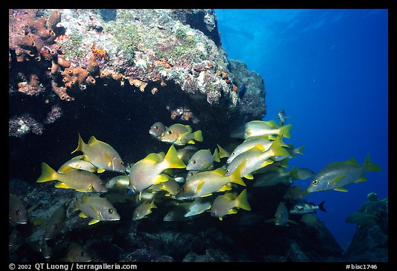 Yellow snappers under an overhang. Biscayne National Park (color)