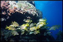 Yellow snappers under an overhang. Biscayne National Park, Florida, USA.