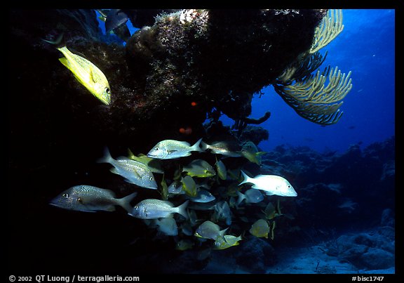 Yellow snappers and smallmount grunts under a overhanging rock. Biscayne National Park, Florida, USA.