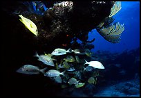 Yellow snappers and smallmount grunts under a overhanging rock. Biscayne National Park, Florida, USA.