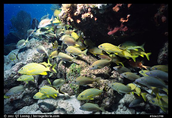 School of yellow snappers and rock. Biscayne National Park, Florida, USA.