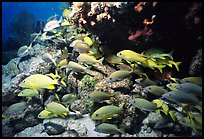 School of yellow snappers and rock. Biscayne National Park, Florida, USA.