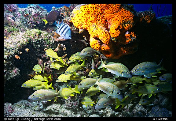 Yellow snappers and orange coral. Biscayne National Park, Florida, USA.