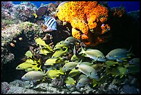 Yellow snappers and orange coral. Biscayne National Park, Florida, USA. (color)