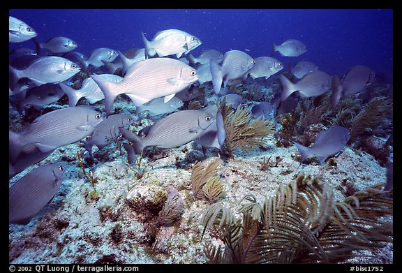 School of snapper fish. Biscayne National Park, Florida, USA.