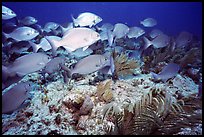 School of snapper fish. Biscayne National Park, Florida, USA.