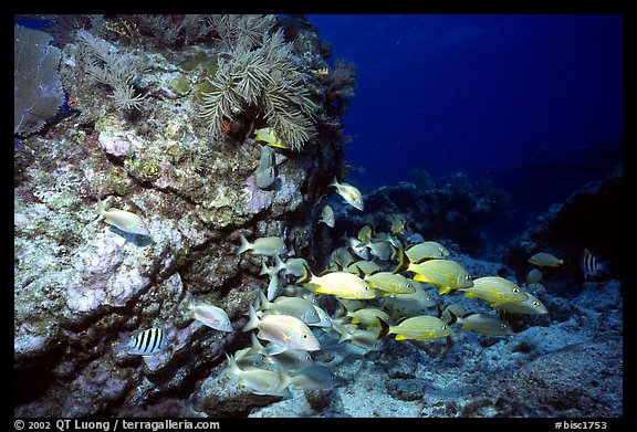 School of fish and rock. Biscayne National Park, Florida, USA.