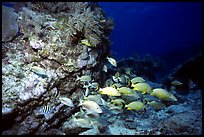 School of fish and rock. Biscayne National Park, Florida, USA.