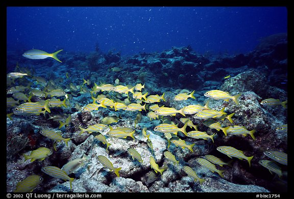 School of yellow snappers. Biscayne National Park (color)