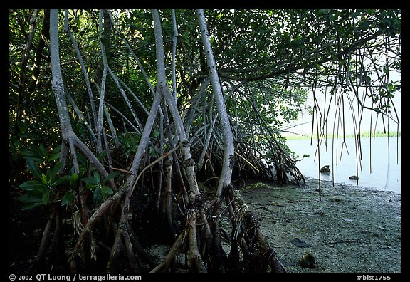 Mangroves on the shore at Convoy Point. Biscayne National Park (color)