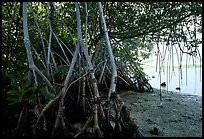 Mangroves on the shore at Convoy Point. Biscayne National Park, Florida, USA. (color)