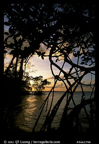 Biscayne Bay viewed through mangal at edge of water, sunset. Biscayne National Park, Florida, USA.