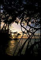 Biscayne Bay viewed through mangal at edge of water, sunset. Biscayne National Park, Florida, USA. (color)