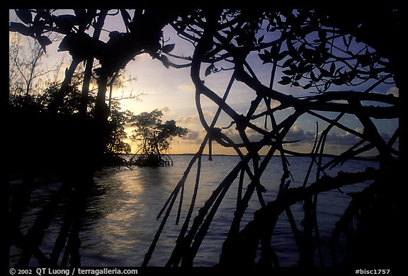 Biscayne Bay viewed through dense mangrove forest, sunset. Biscayne National Park, Florida, USA.