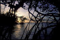 Biscayne Bay viewed through dense mangrove forest, sunset. Biscayne National Park, Florida, USA.