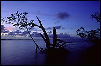 Biscayne Bay viewed through fringe of mangroves, dusk. Biscayne National Park ( color)