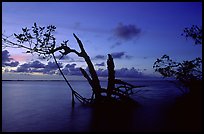 Biscayne Bay viewed through fringe of mangroves, dusk. Biscayne National Park, Florida, USA.